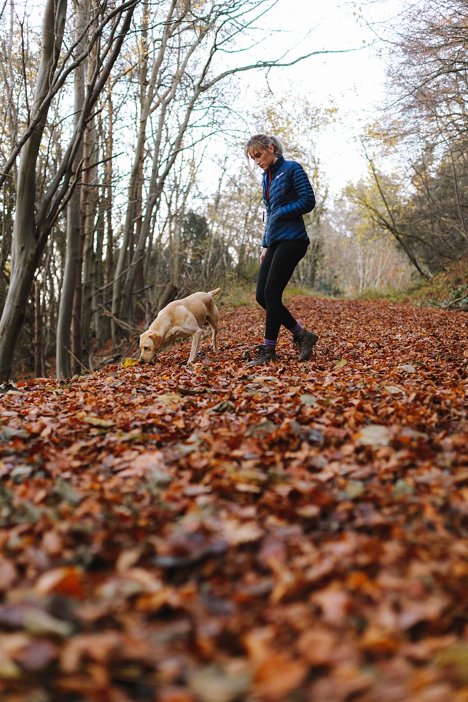 perro, caminar, senderismo, mascota, animal, naturaleza, al aire libre, otoño, follaje, mujer