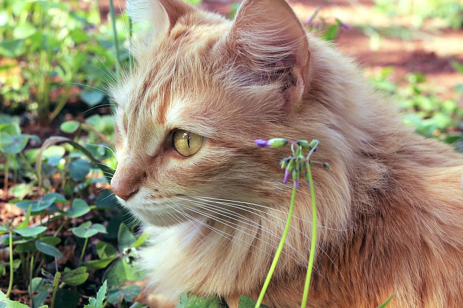 closeup, persian, tabby, cat, face, brown, long, coated, green, plant