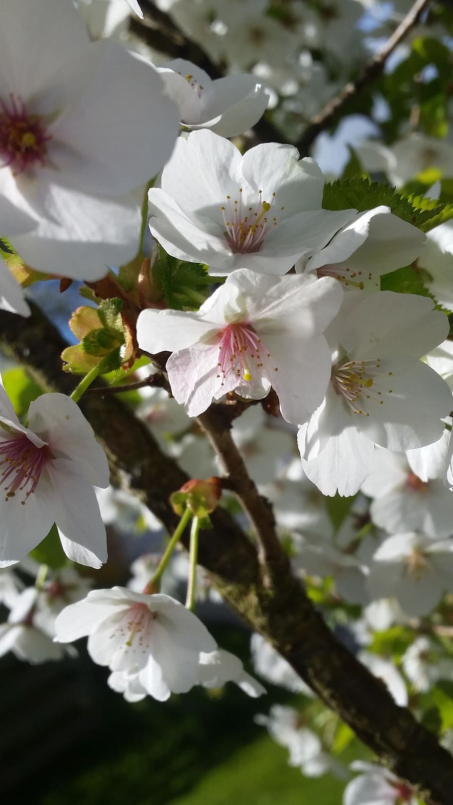 桜 花 春 日差し 4月 開花 白い花 日本 開花植物 自然の美しさ Pxfuel