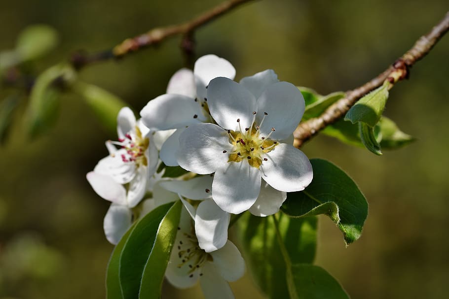 pear blossom, pear, blossom, bloom, white, fruit tree blossoming, fruit tree, flowering twig, flowering plant, flower