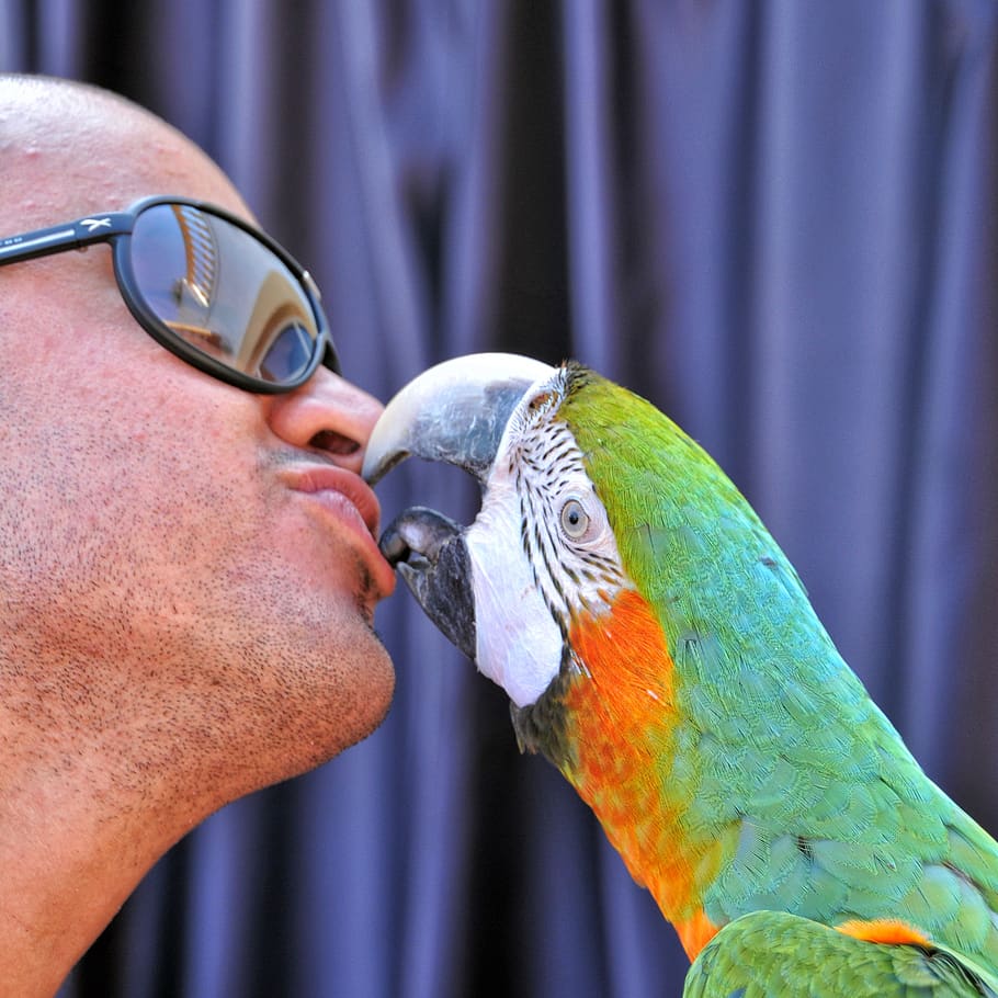 ara ararauna, kiss, parrot, ara, bird, beak, color, animal, vertebrate, headshot