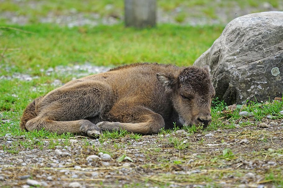 Wisent, Young Animal, Calf, european bison, horned, rest, wildlife photography, bison bonasus, animal themes, one animal
