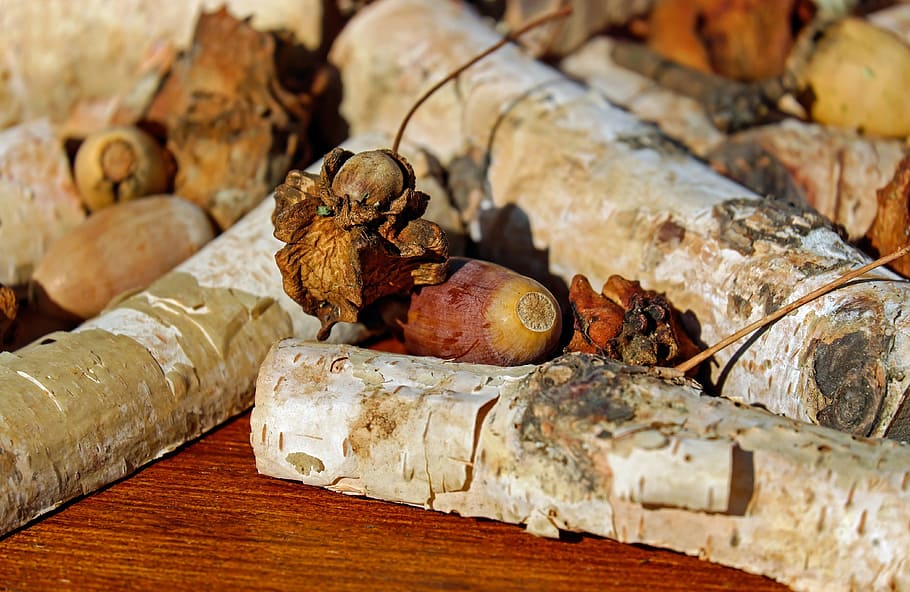 white, wood logs, dried, leaves, acorns, tree fruit, fruit, infected, galls, german oak
