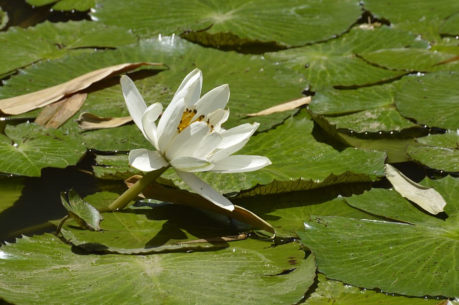 cartago, costa rica, the lily of water, flower, pond, leaf, plant, leave, beauty in nature, plant part