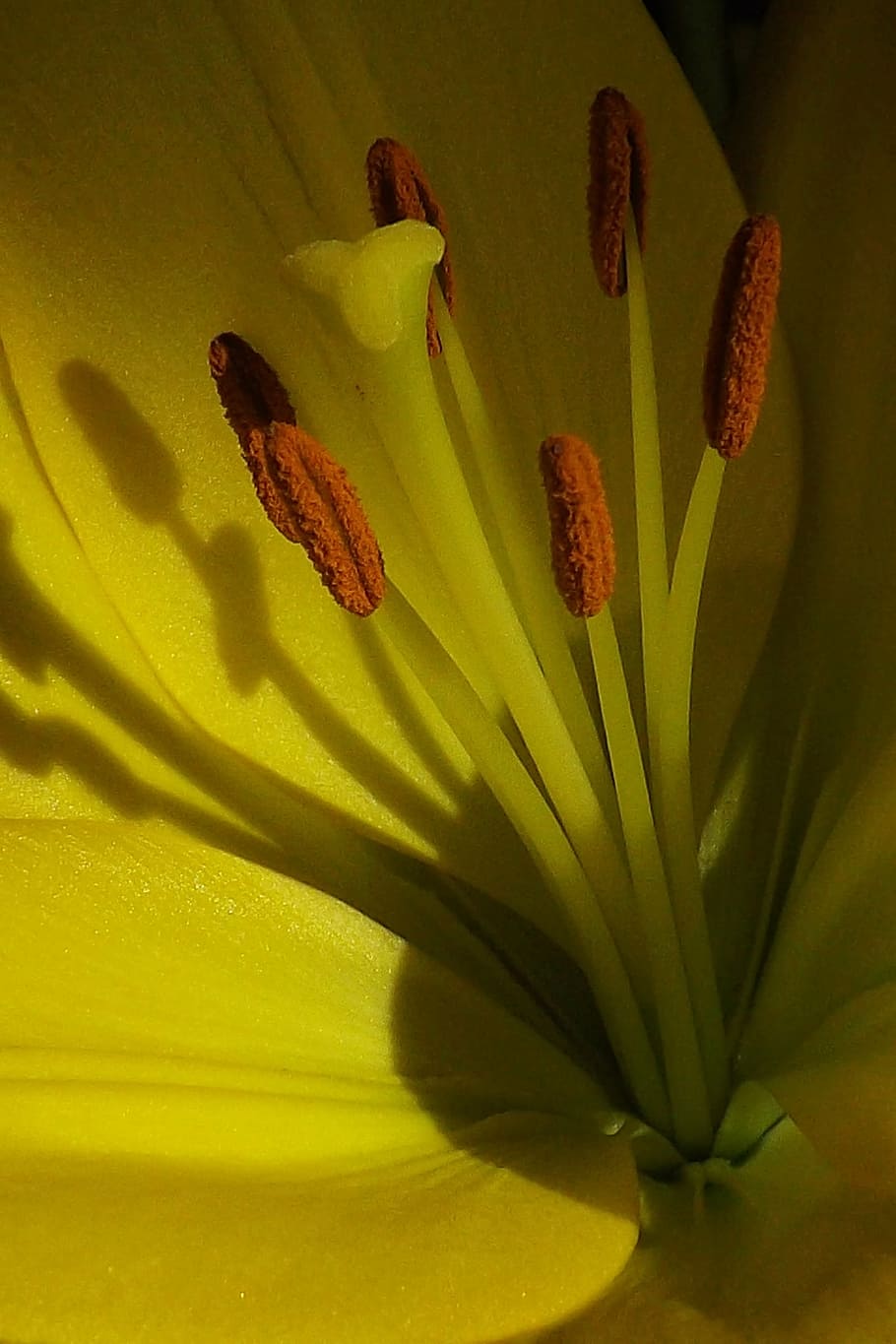 nature, macro, flower, yellow, lily, plant, beauty in nature, freshness, flower head, flowering plant