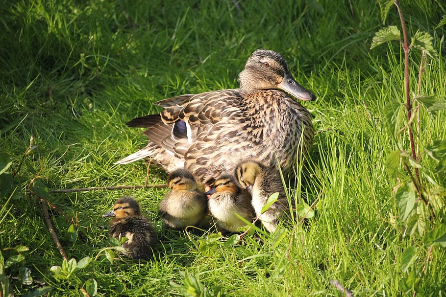 duck, ducklings, ground, motherly love, nature, nest, spring, environment, biodiversity, ecology