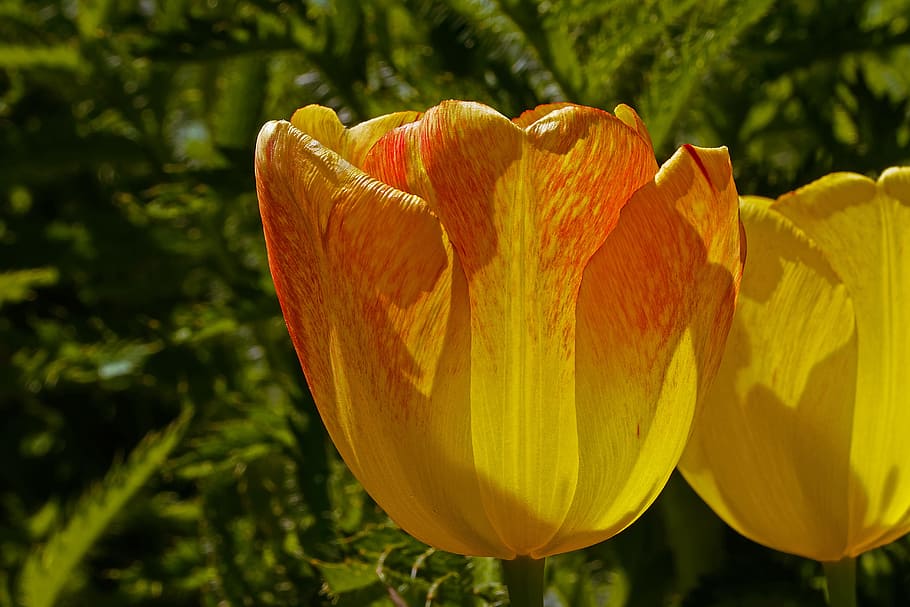 Tulip, Yellow, Flower, red, red border, structure, plant, blossom, bloom, tulipa