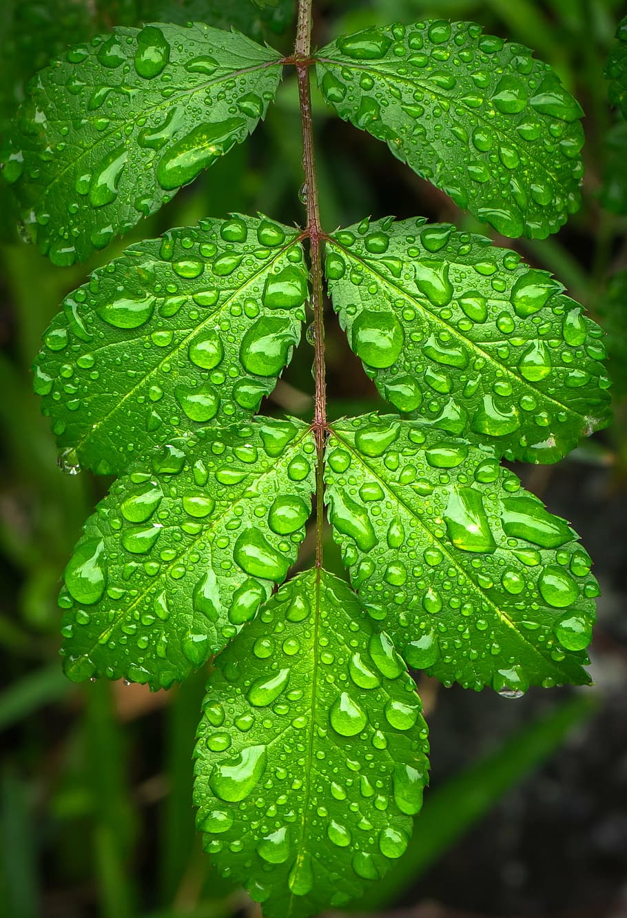 green leafed plant, the leaves, plants, hwalyeob, nature, green, abstract, leaf, dew, trickle