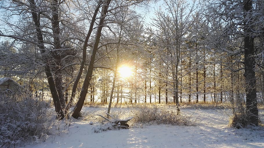 winter, finnish, sun, landscape, cold, snow, wood, snowy, nature, cold temperature