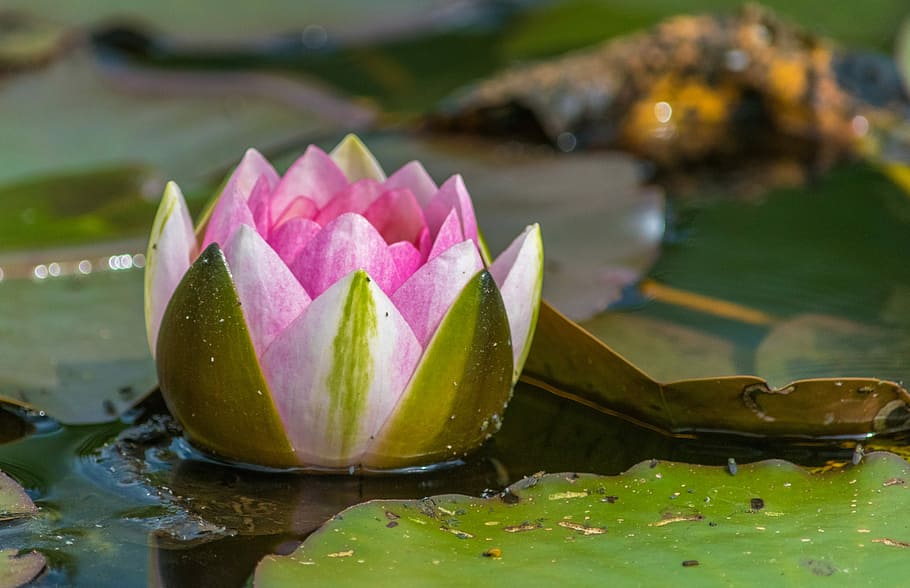pink water lily, water lily, lake, nuphar, nature, pond, flower, lily pond, summer, pink
