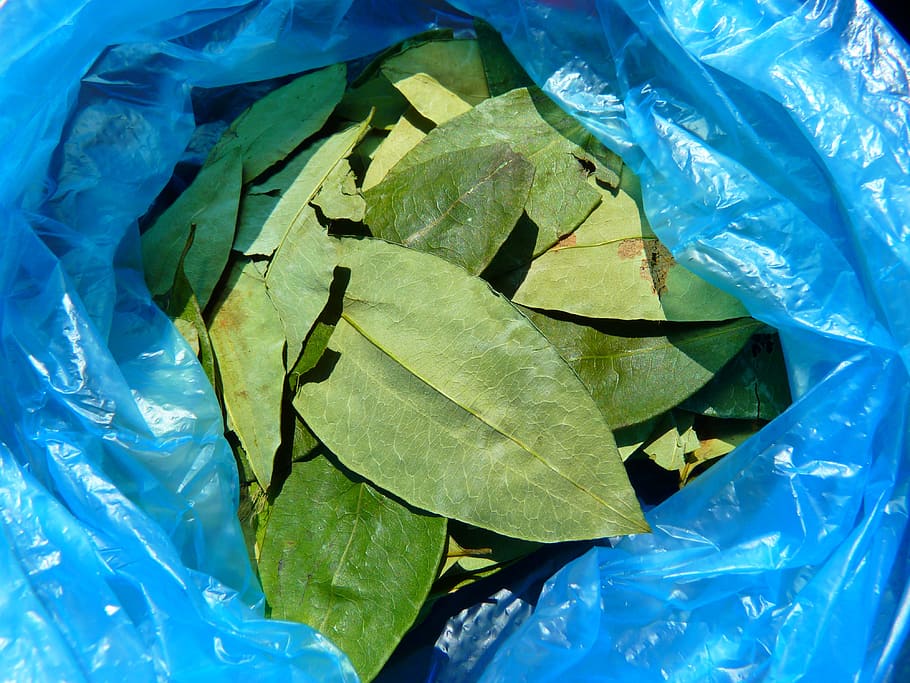 coca leaves, coca, erythroxylum coca, crop, stimulant, dietary supplements, leaf, plant part, close-up, green color