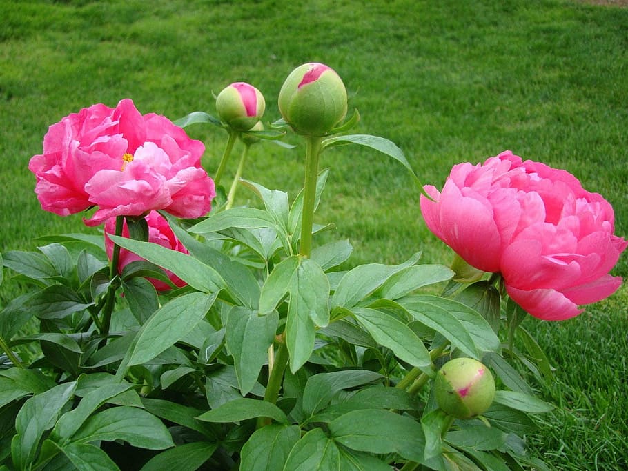pink flowering plant, garden, spring, flower, peony, leaf, lawn, bud, nature, plant