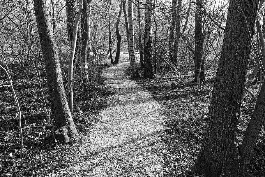 path, footpath, forest, trees, trunks, slender, landscape, bare trees, winter, winter forest