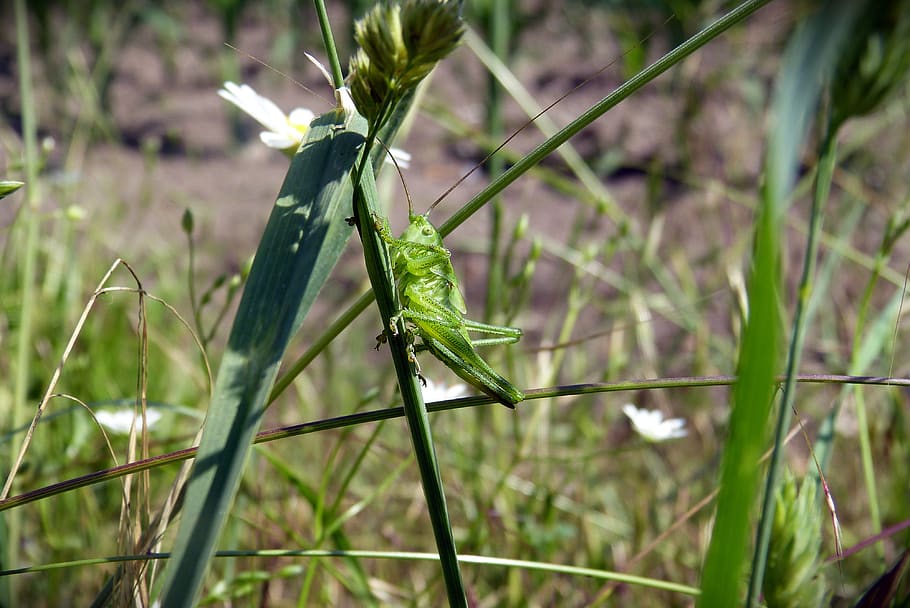 grasshopper, insect, skip, grass, small, creature, meadow, summer, green, animal