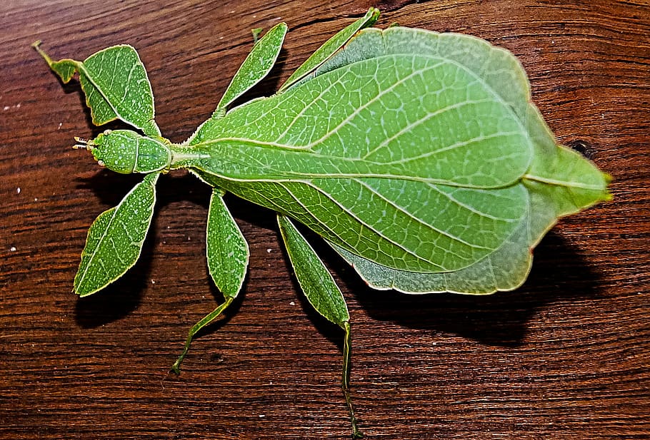 inseto de folha verde, caminhada de barata, verde, animal pequeno, phylliinae, inseto fantasma, katydid, phyllioidea, inseto, folha