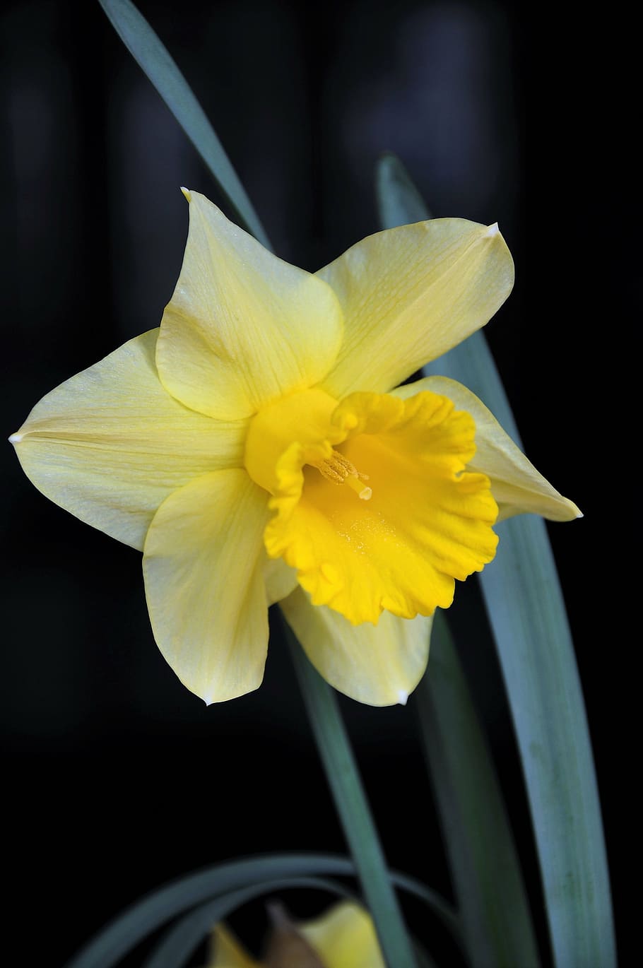 yellow daffodil flower, daffodil, color, spring flowers, flower garden, flower, flowering plant, petal, freshness, yellow