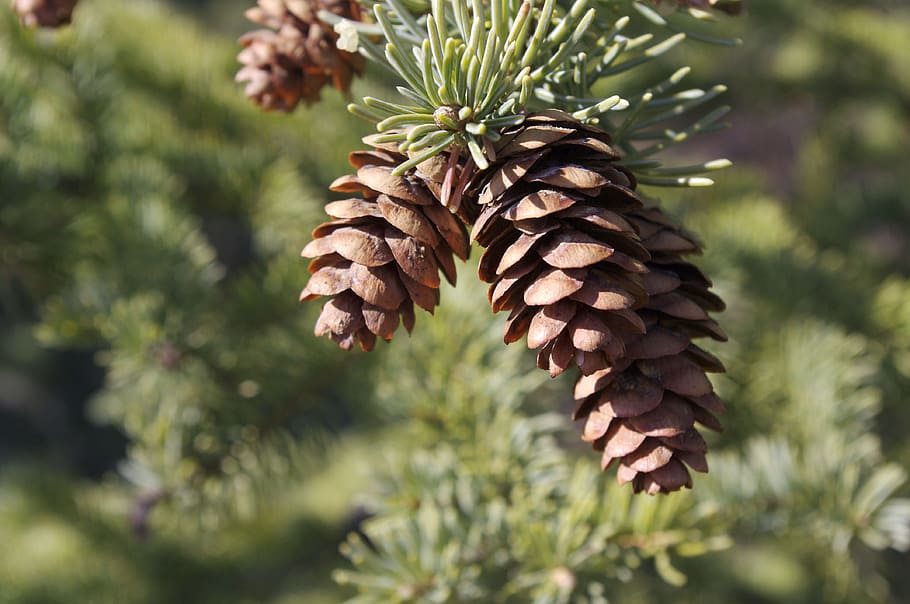 selective, focus photography, brown, pine cone, pinecone, pine tree, tree, pine, cone, nature
