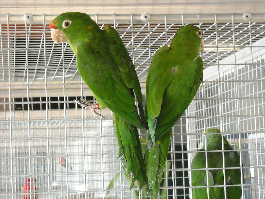 Parakeets, Small, Parrots, Birds, Cage, small parrots, pets, green, torque animals, bird