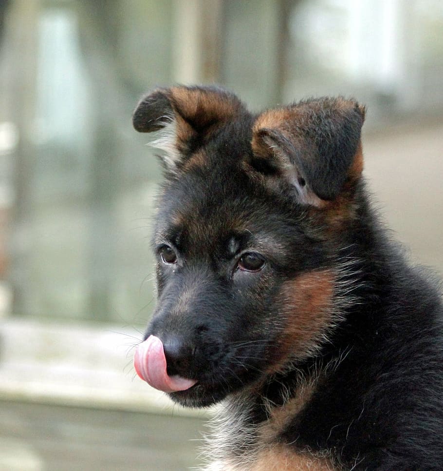 black, tan, german shepherd puppy, puppy, german shepherd dog, yummy, dog, animal, pets, mammal