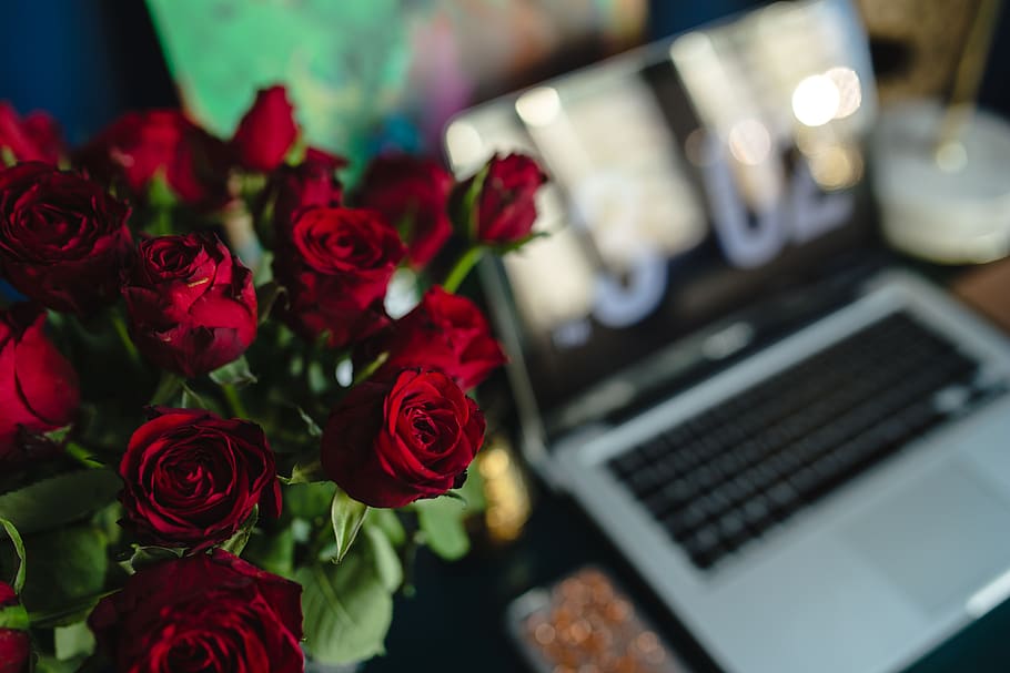 feminino, flores, rosa, espaço de trabalho, local de trabalho, computador, macbook, tecnologia, rosas vermelhas, trabalho