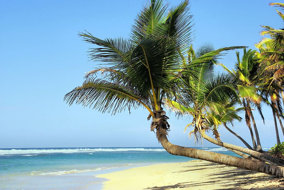 pantai, Pohon Palem, di Pantai, Kuba, foto, lanskap, samudra, palem, domain publik, laut