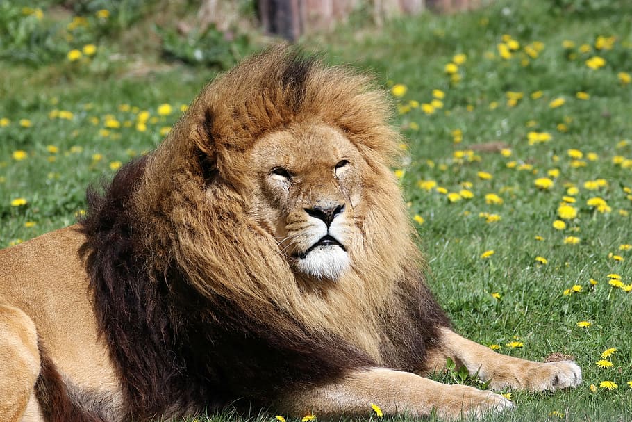 茶色のライオン ライオン たてがみ 動物 野生動物 捕食者 アフリカ人 頭 猫 王 Pxfuel