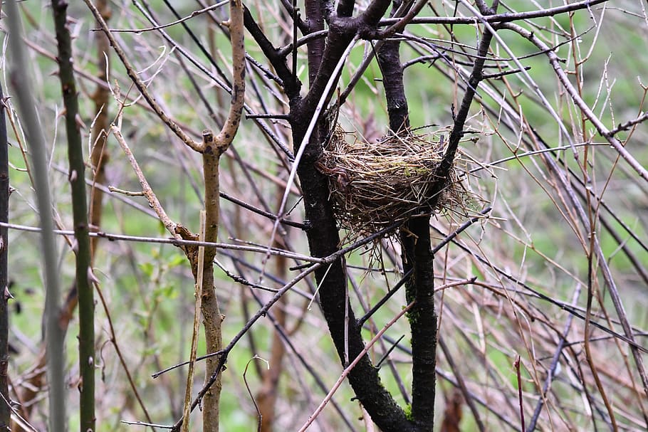 bird's nest, shrubs, nest, nature, spring, hatch, tree, plant, focus on foreground, branch