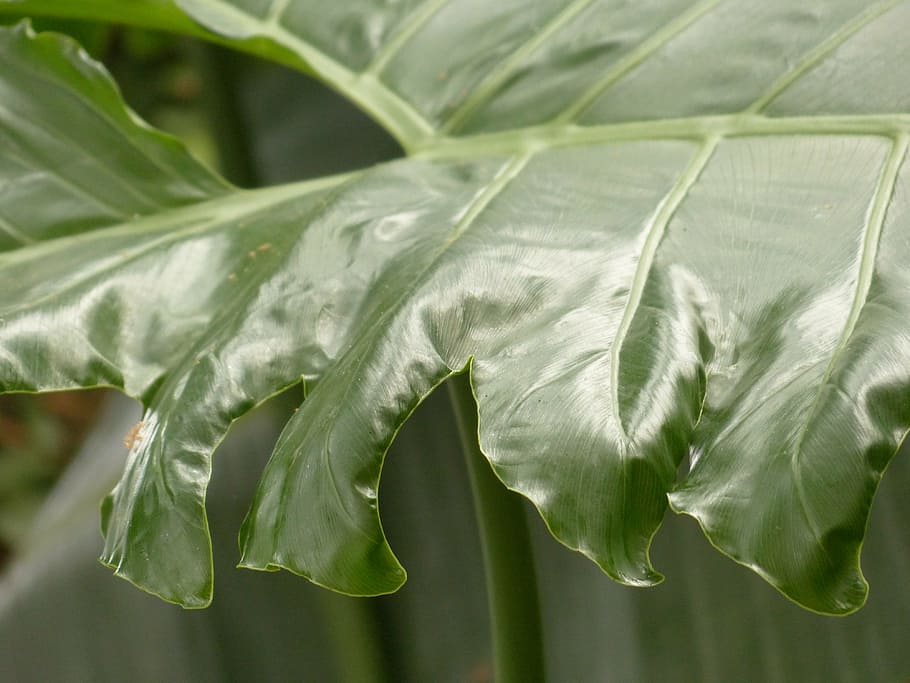 leaf, large, green, philodendron, tree philodendron, tree friend, aroideae, aronstabgewaechs, araceae, philodendron bipinnatifidum
