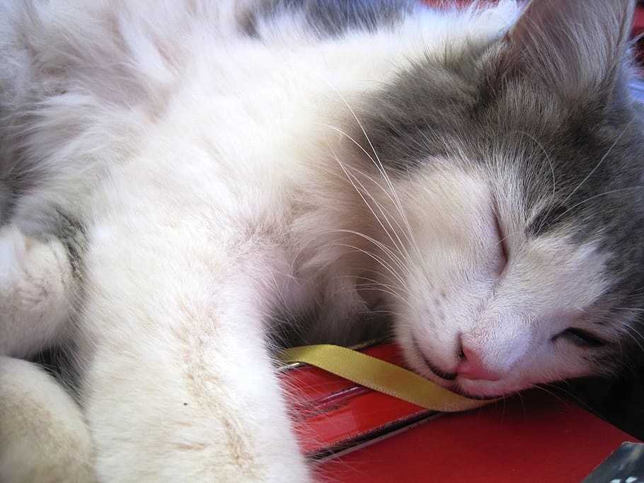 Cat, Kitten, White, Soft, white and grey, fluffy, ragdoll, cross, sweet face, half asleep
