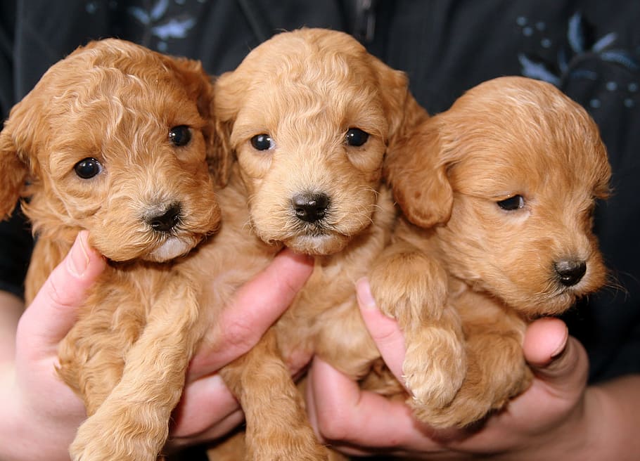 three, yellow, labrador retriever puppies, puppies, golden, doggies, human hand, hand, pets, animal themes