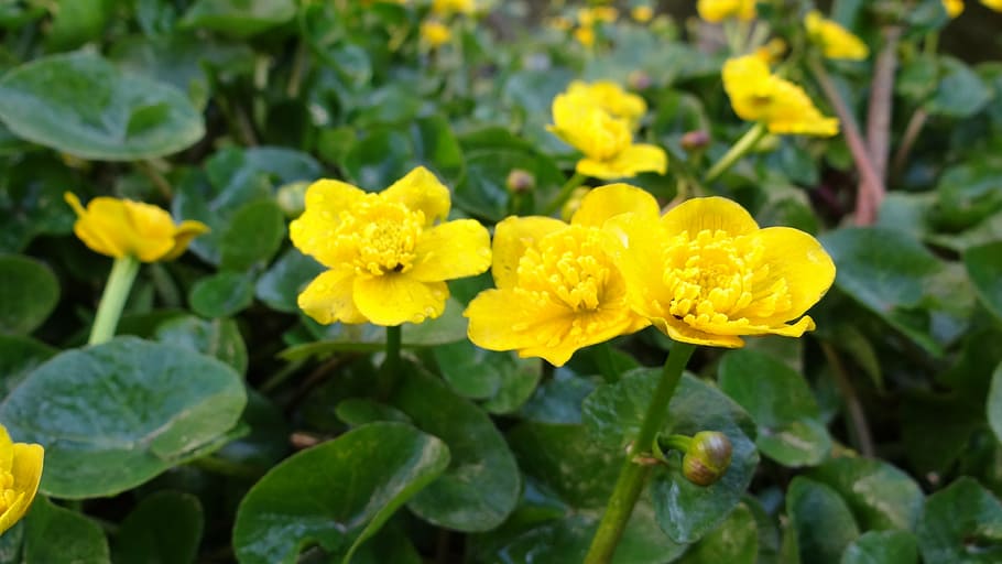 caltha palustris, pond plant, yellow, nature, plant, flower, flowering plant, beauty in nature, growth, fragility