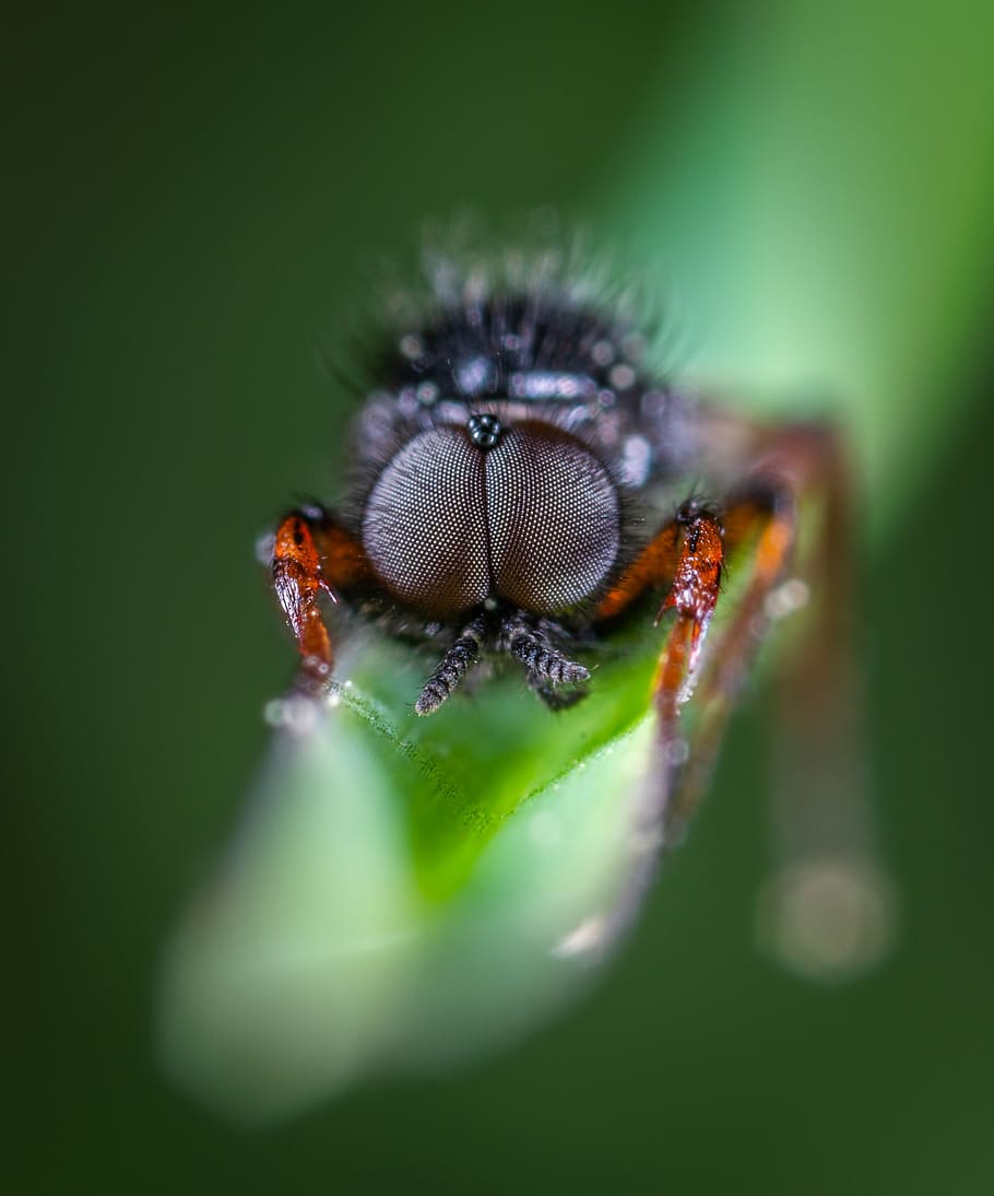 insect, macro, fly, invertebrate, animal themes, animal wildlife, animal, animals in the wild, one animal, close-up