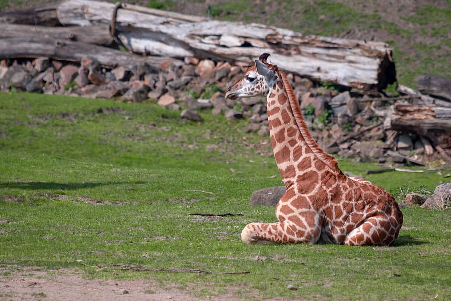 girafa, girafa jovem, áfrica, jardim zoológico, girafa reticulada, desenho na cabeça, fotografia da vida selvagem, manchado, animal, temas animais