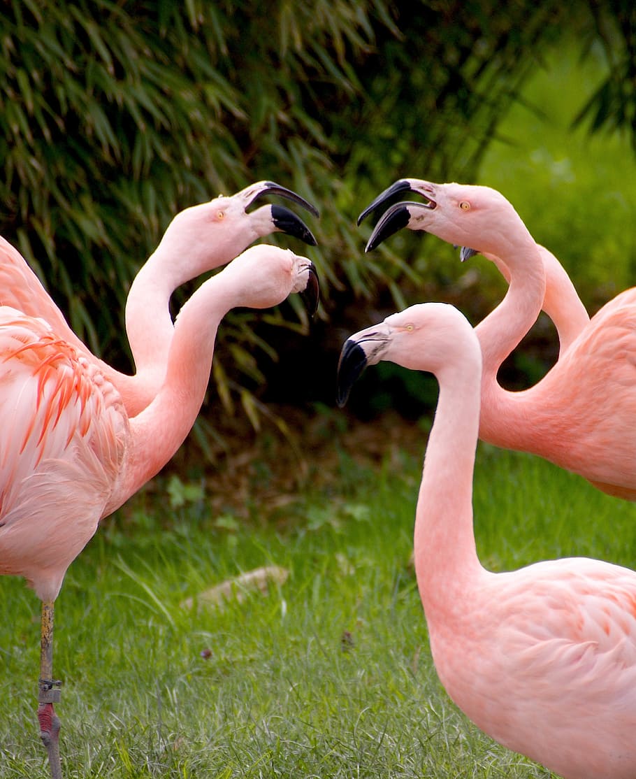 flamingo herd, grass field, day time, flamingos, birds, pink, animals, bird, zoo, water bird