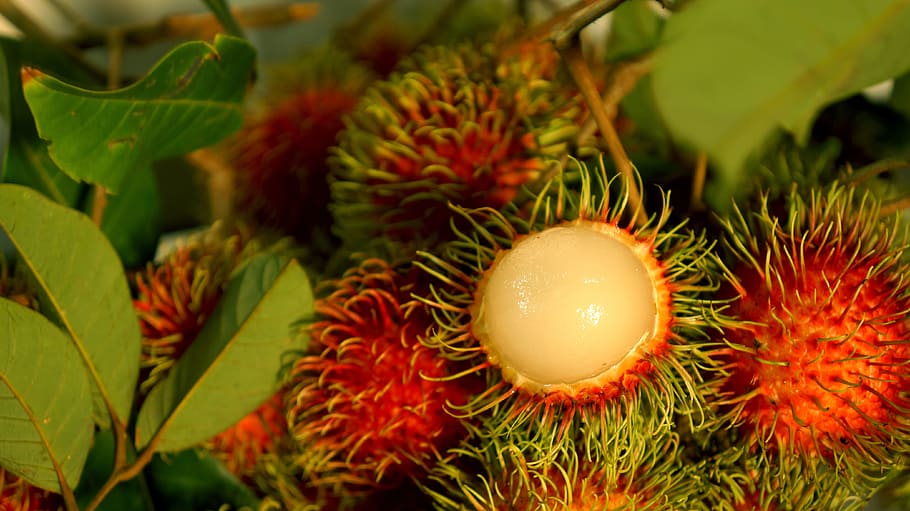 food, the rambutan fruit, fresh, food and drink, healthy eating, fruit, freshness, close-up, nature, wellbeing