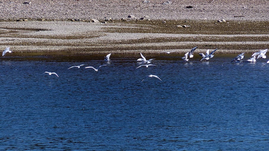 gulls, river, water, flight, port, boats, bridges, nap, landungsbrücken, channel