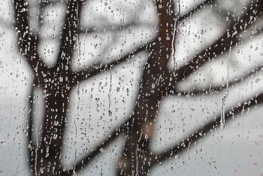 rain, tree, glass, transparent, storm, thunderstorm, wet, drip, water, drop of water