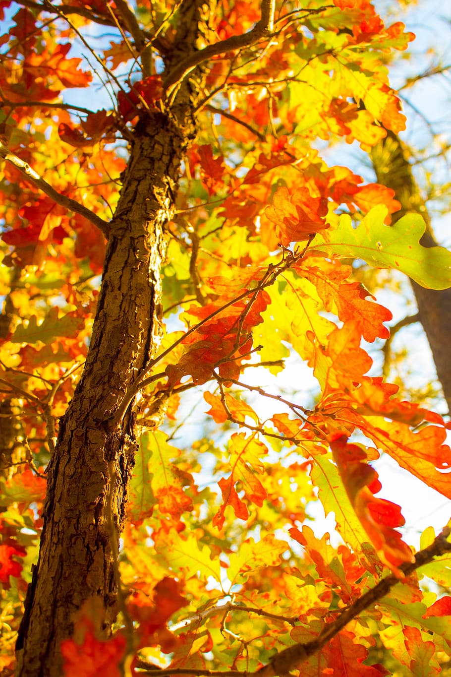 árbol, árboles de otoño, naturaleza, hoja, temporada, naranja, follaje, amarillo, bosque, paisaje