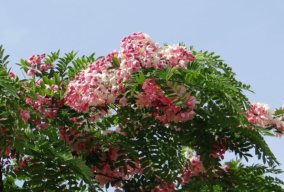java cassia, Cassia Javanica, pink shower, apple blossom tree, rainbow shower tree, flower, flora, bangalore, lalbagh, botanical garden