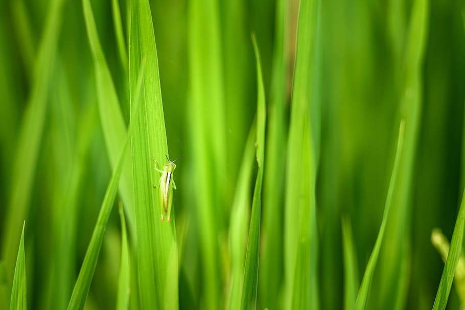 locust, green grasshopper, rice, rice field in vietnam, vietnam, natural, background, nature, beautiful, outdoor