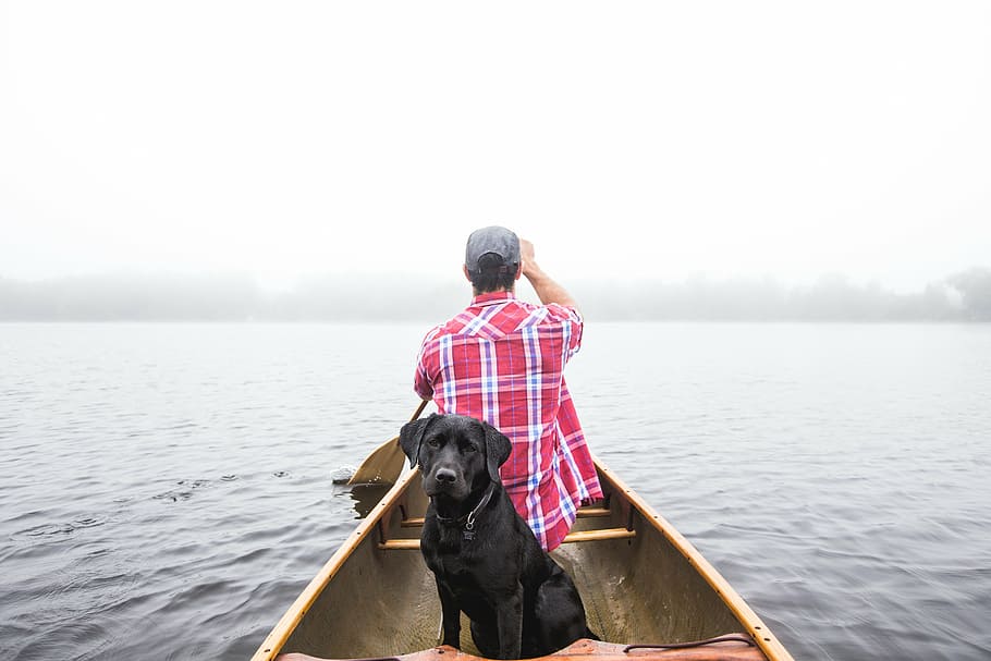 人, 犬, 座っている, ボート, 赤, シャツ, 黒, 短い, 少年, 海