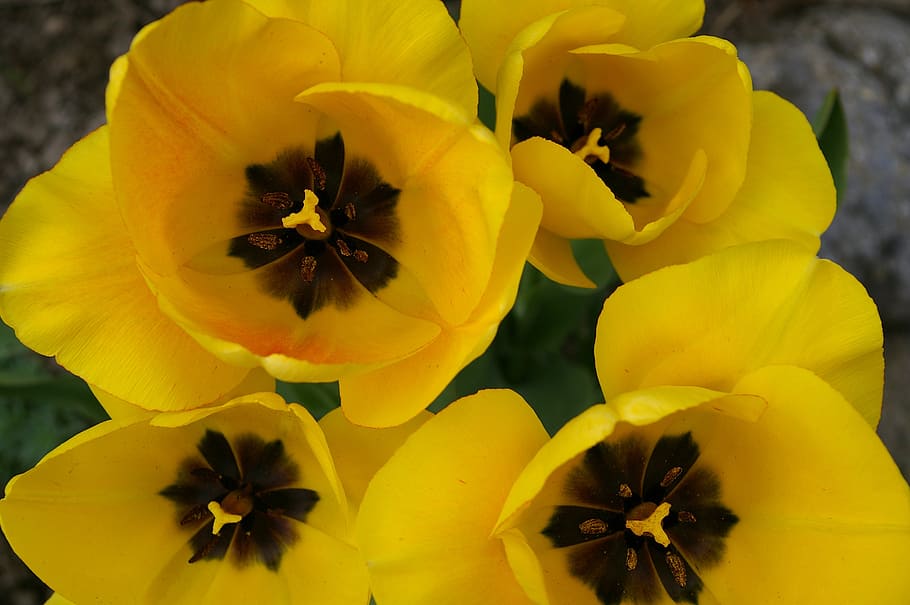 tulips, spring, bloom, yellow, flowers, yellow flowers, plant, petals, bright, garden