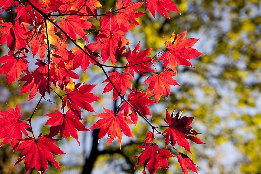 primer plano, foto, rojo, arce, otoño, hojas de otoño, dobong, las hojas, hojas, madera