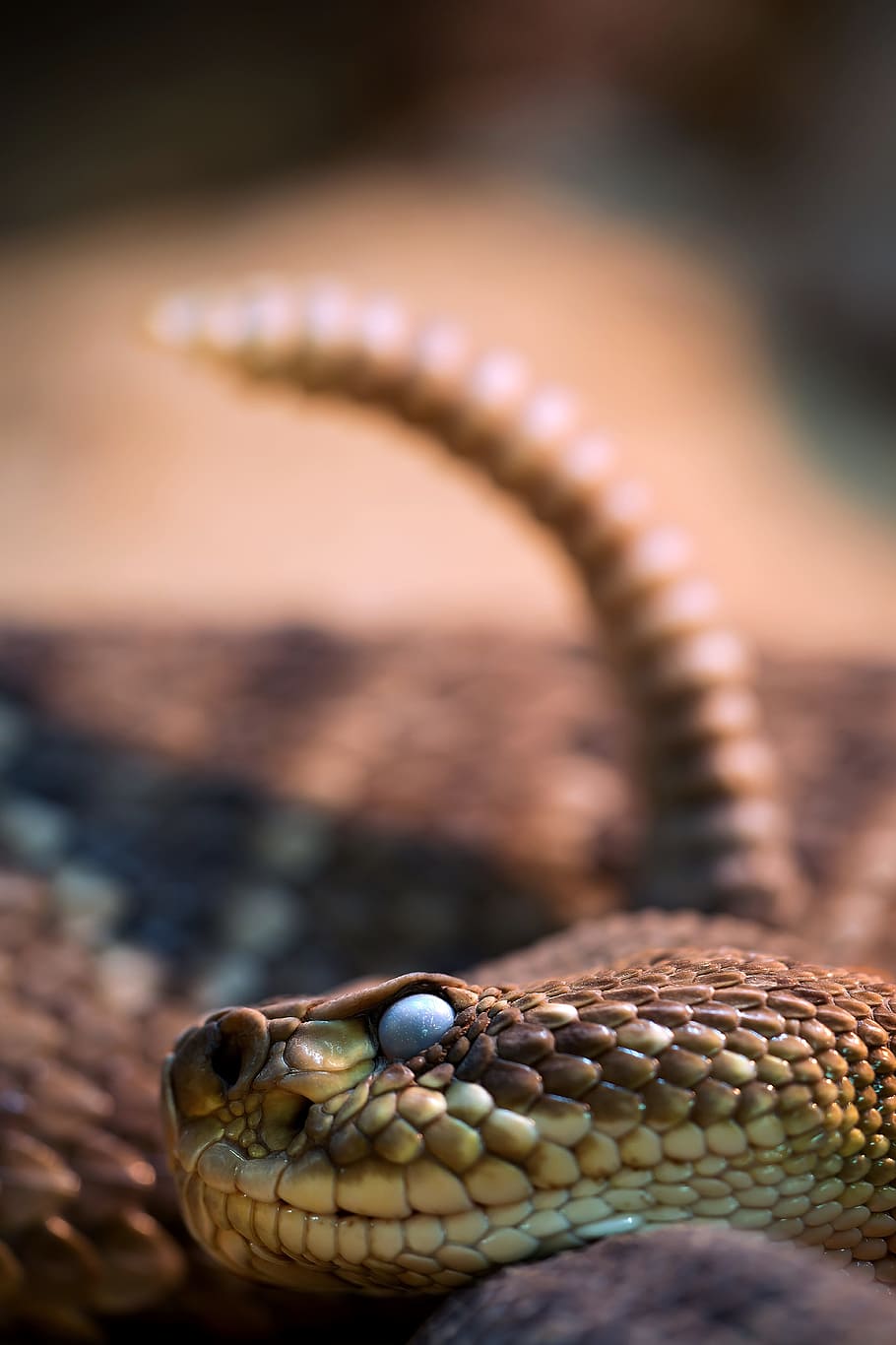 marrón, beige, serpiente, gris, superficie, cabeza de serpiente, sonajero, serpiente venenosa, cerca, serpiente de cascabel