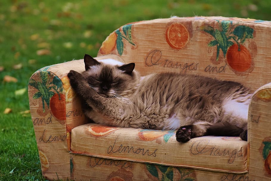 long-haired, brown, cat, sleeping, sofa, couch, british shorthair, thoroughbred, fur, beige