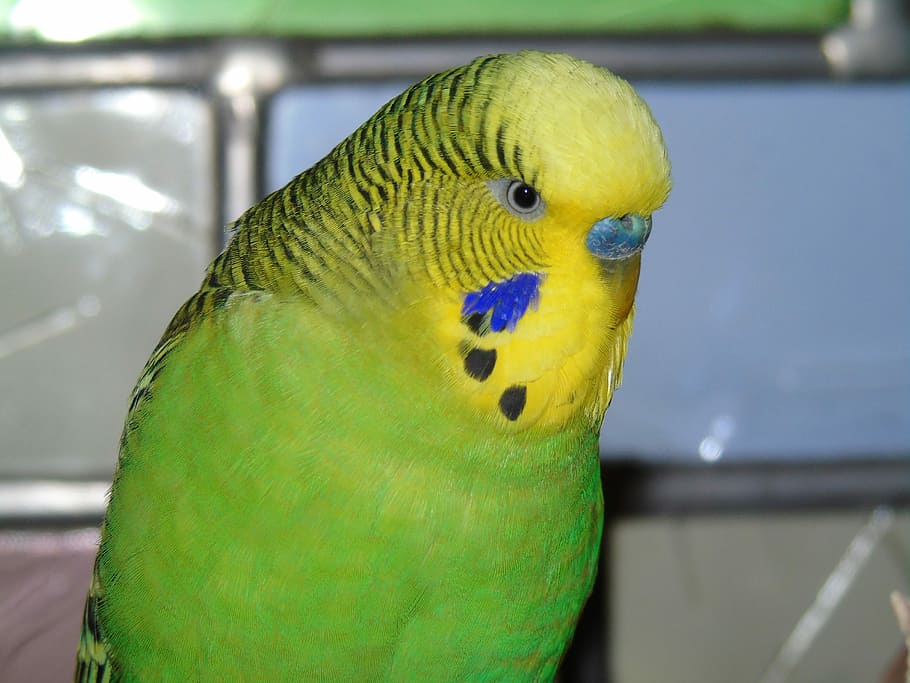 Budgie, Parrot, Bird, Green, Yellow, green, yellow, natural color, wild color, wildly beating, australia