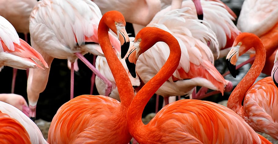 kawanan flamingo, flamingo, burung, warna-warni, bulu, kebanggaan, tierpark hellabrunn, hewan, tema hewan, kelompok hewan