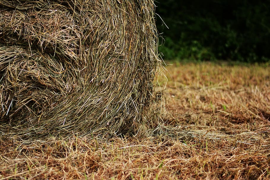 brown hay, Hay, Bales, Field, Harvest, Meadow, hay bales, straw, cattle feed, straw bales