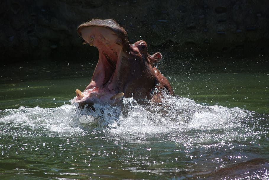 Hippo, Zoo, Animal, Hippopotamus, Mouth, breach, outdoors, leisure activity, water, day