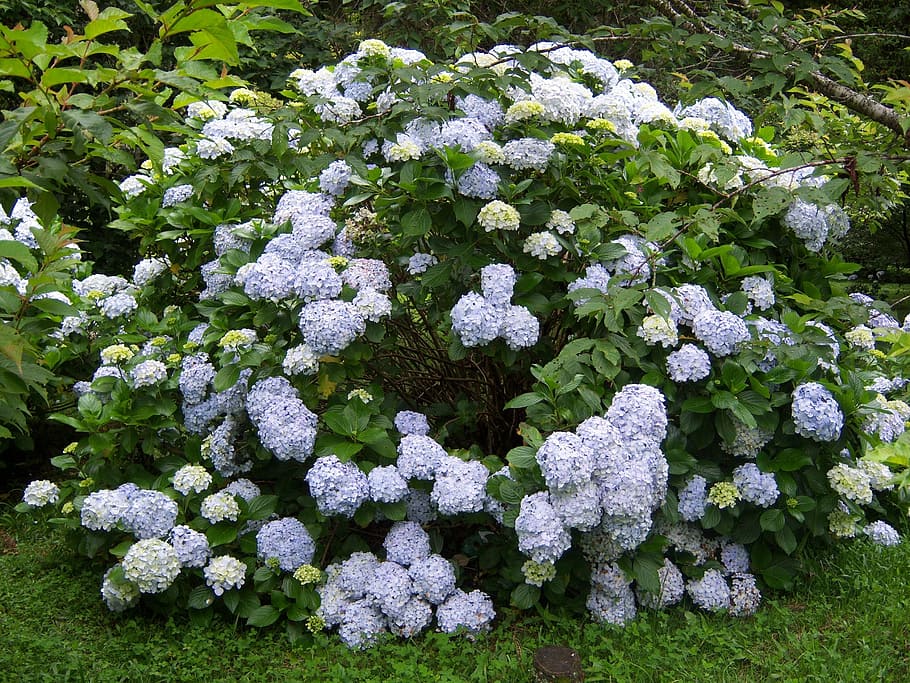 Hortensias, flores, jardín, naturaleza, día, al aire libre, planta, nadie,  hortensia, crecimiento | Pxfuel